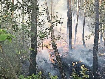 Vor allem am Boden und bis in drei Metern Höhe schlugen die Flammen im Wald bei Staffelbach zu. Foto: FFW Oberhaid