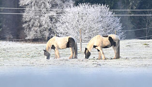 Winterwetter - Pferde