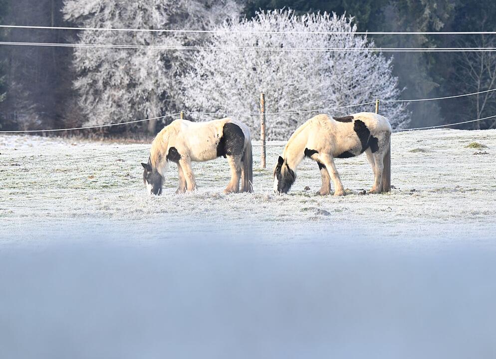 Winterwetter - Pferde