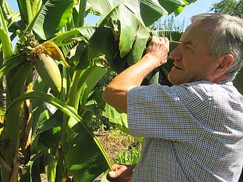 Georg Rauschmann wartet gespannt auf die ersten Bananen, die er in seinem "Paradiesgarten" ernten kann.  Fotos: Winfried Ehling