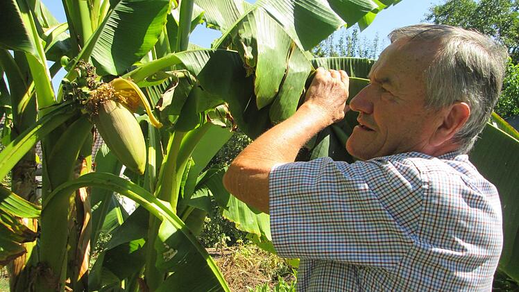 Georg Rauschmann wartet gespannt auf die ersten Bananen, die er in seinem "Paradiesgarten" ernten kann.  Fotos: Winfried Ehling