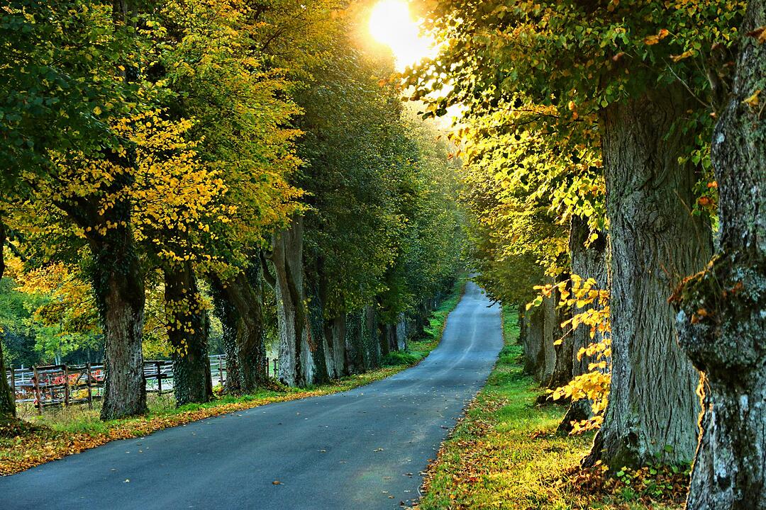 Herbst bei Schloss Greifenstein