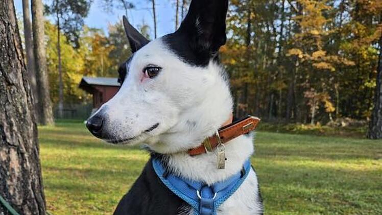 Tierheim Nürnberg: Hund Lucky (5) musste sein Zuhause verlassen - Wer bietet ihm eine neue Familie?