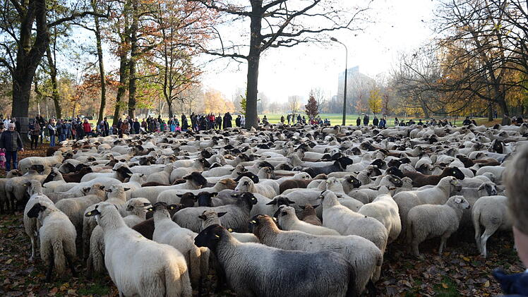 Hunderte Schafe ziehen durch Nürnberg: Schafsherde auf dem Weg zu Winterweiden