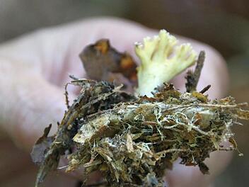 An diesem korallenpilz ist das Myzel, das unterirdische Netzwerk und eigentliche Pilz, gut sichtbar. Feine Fäden durchziehen den Waldboden, versorgen Bäume und Gräser mit Wasser und Informationen. Foto: Kathrin Kupka-Hahn