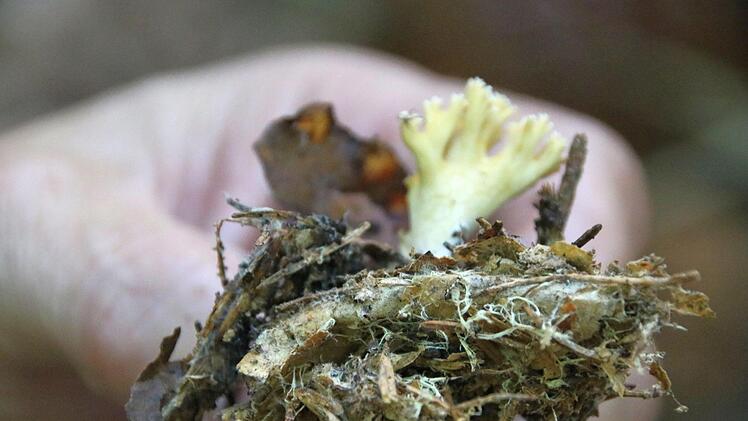 An diesem korallenpilz ist das Myzel, das unterirdische Netzwerk und eigentliche Pilz, gut sichtbar. Feine Fäden durchziehen den Waldboden, versorgen Bäume und Gräser mit Wasser und Informationen. Foto: Kathrin Kupka-Hahn