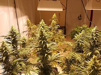 K&uuml;ps: Cannabis-Aufzucht und mehrere Waffen bei Wohnungsdurchsuchung entdeckt