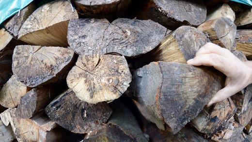 Buchenholz im Wald