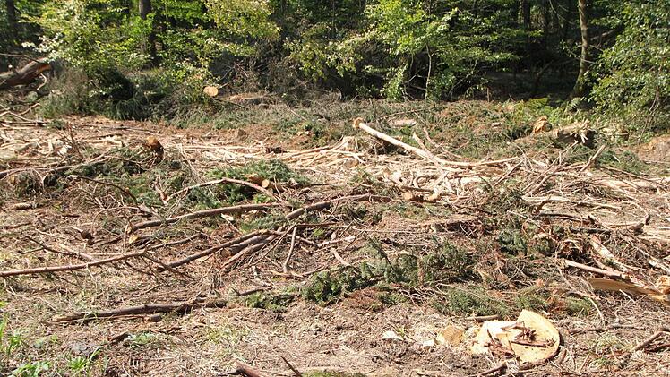 In den Schwarzen Bergen liegen gefällte Fichten am Boden. Foto: Ulrike Müller