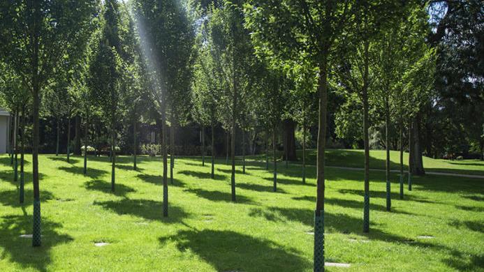 So könnte der Säulenhain im Oberrodacher Friedhof aussehen.Gartendesign Lauenstein