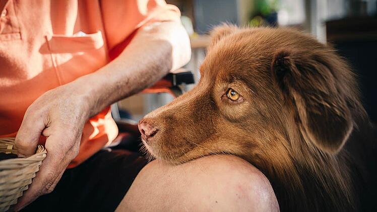 Mal Ruhe und Zuneigung, dann wieder wildes Spiel: Takoda passt sich der Gefühlslage der Patienten an. Gemeinsam mit Sozialpädagogin Birgit Rauh bringt der Therapiehund Freude in den Klinik-Alltag.  Fotos: Manuel Stark