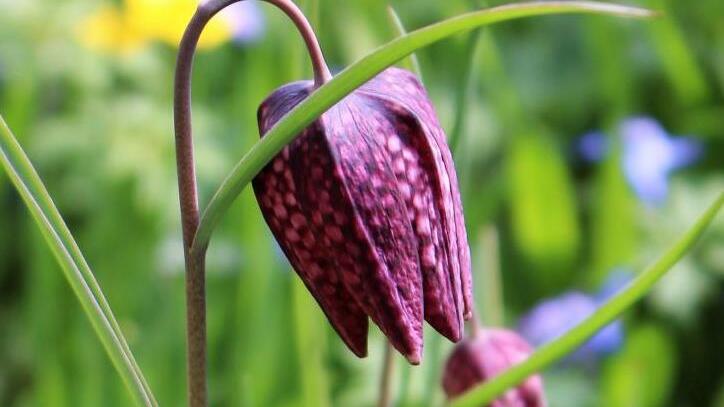 Die Schachblume blüht wenige Tage im Jahr. Foto: Julia Raab