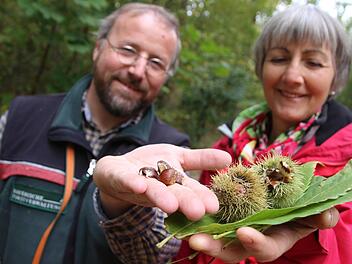 Achim Volkamer und Eva Gebhardt zeigen die Fruchtkörper und die stacheligen Schalen von Esskastanien. Vermischt mit Schlagsahne munden die gekochten und durchs Sieb gepressten Maronen als cremiges Dessert.  Fotos: Diana Fuchs