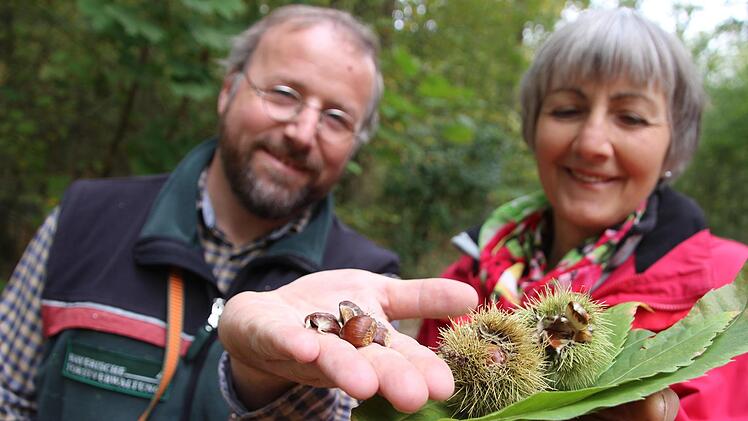 Achim Volkamer und Eva Gebhardt zeigen die Fruchtkörper und die stacheligen Schalen von Esskastanien. Vermischt mit Schlagsahne munden die gekochten und durchs Sieb gepressten Maronen als cremiges Dessert.  Fotos: Diana Fuchs