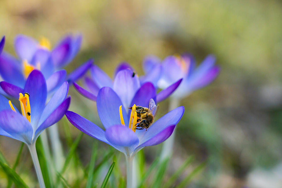 Fr&uuml;hlingserwachen: So sch&ouml;n bl&uuml;ht es im Bamberger Hain