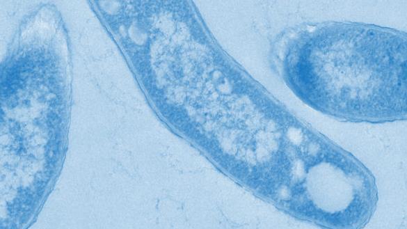 Tuberkulosebakterien unter dem Elektronenmikroskop dpa