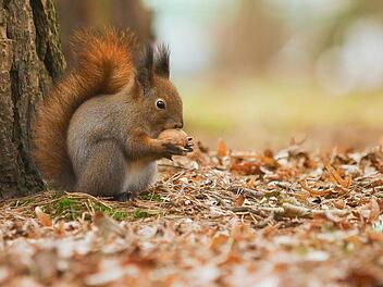 Eichhörnchen im Winter helfen