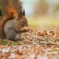 Eichhörnchen im Winter helfen