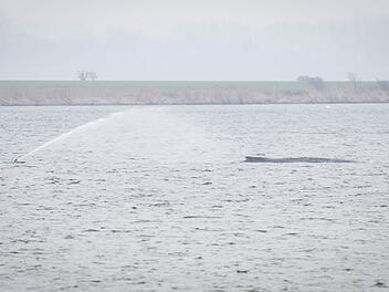 Gestrandeter Buckelwal vor Poel