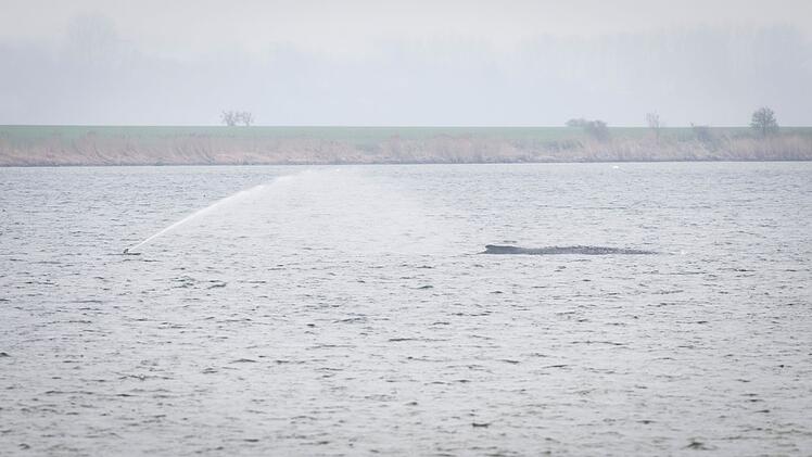 Gestrandeter Buckelwal vor Poel