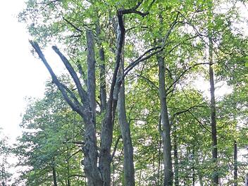 Der Pretzfelder Gemeinderat beim Ortstermin im Wald  Foto: Pauline Lindner