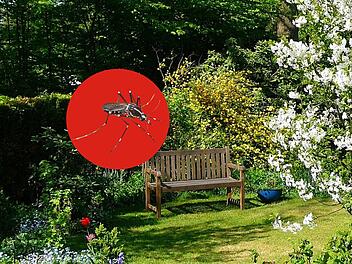 Franken: Wer diese Mücke im Garten sieht, ist womöglich in großer Gefahr