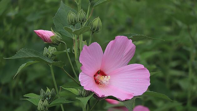 Violetter Hibiskus blüht bei passender Pflege und passendem Standort von Sommer bis Herbst
