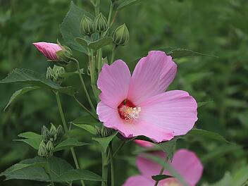 Violetter Hibiskus blüht bei passender Pflege und passendem Standort von Sommer bis Herbst