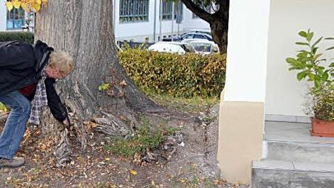 Das Übel bei der Wurzel gepackt: Die Probleme mit dieser Winterlinde zeigte Martin Lang den Mitgliedern des Bauausschusses.