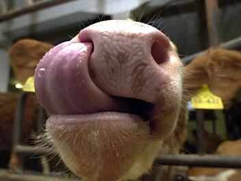 Foto: Matthias Schrader, dpa