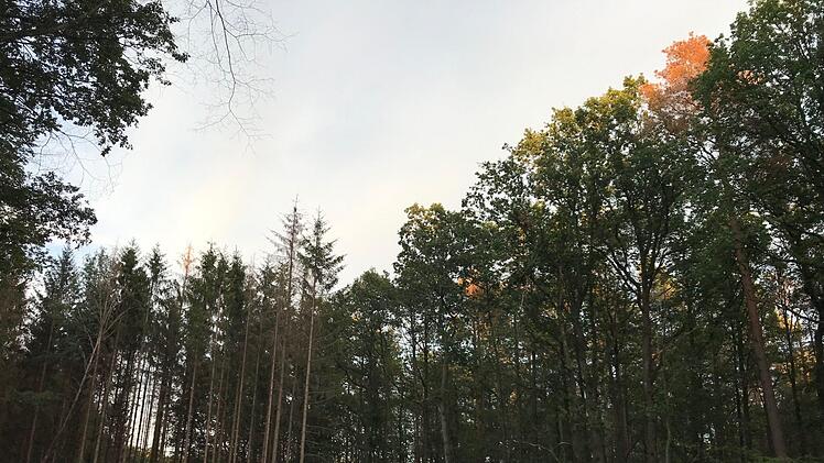 Der Borkenkäfer holt sich viele Fichten in der Region. Im Steigerwald.  M. Wehner