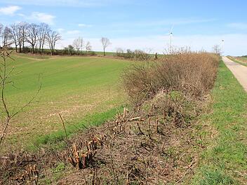 Wie hier am Wachenrother Weg werden immer nur einige Meter Hecke auf Stock gesetzt. Die Sträucher wachsen schnell nach und in den Folgejahren geht die Verjüngung weiter.  Foto: Andreas Dorsch