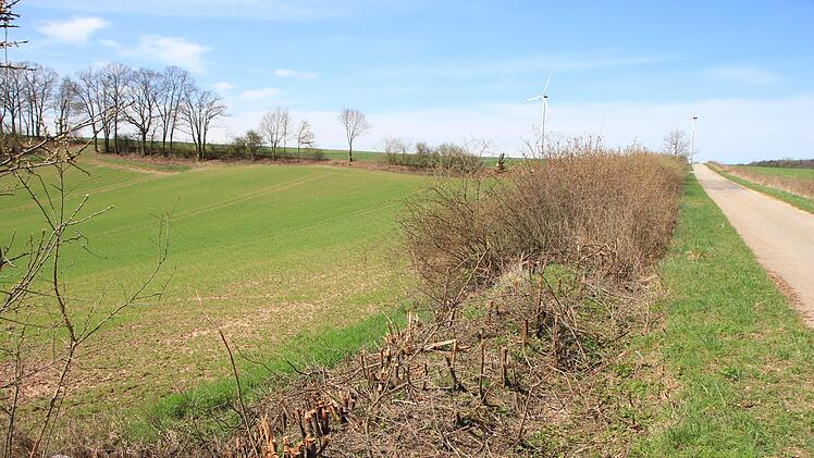 Wie hier am Wachenrother Weg werden immer nur einige Meter Hecke auf Stock gesetzt. Die Sträucher wachsen schnell nach und in den Folgejahren geht die Verjüngung weiter.  Foto: Andreas Dorsch
