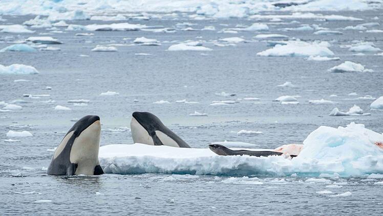 Kaum zu glauben: Orcas können bis zu acht Meter lang werden.