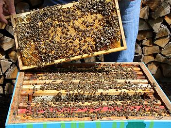 Die Bienen aus den Ottendorfer Nistkästen fielen doch keinem tückischen Anschlag zum Opfer. Foto: Archiv/Franziska Rieger