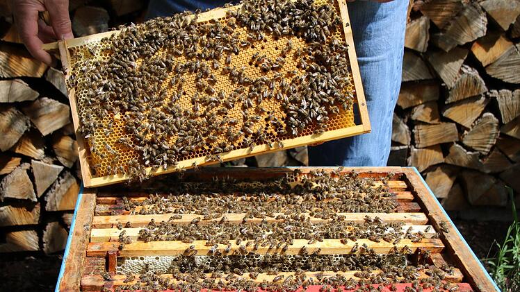 Die Bienen aus den Ottendorfer Nistkästen fielen doch keinem tückischen Anschlag zum Opfer. Foto: Archiv/Franziska Rieger