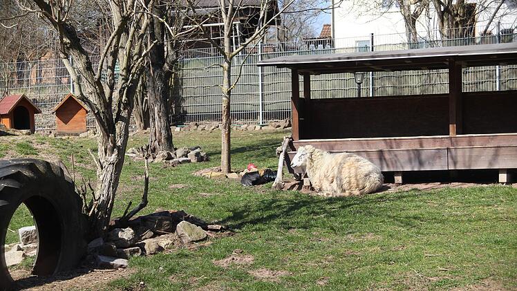 Tierheim Oberndorf muss Areal nach 30 Jahren verlassen - "Harter Schlag für uns"