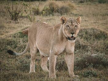 Grausiger Vorfall in Namibia: Camper von Löwe getötet - er selbst war Tierschützer Grausiger Vorfall in Namibia: Camper von Löwe getötet - er selbst war Tierschützer