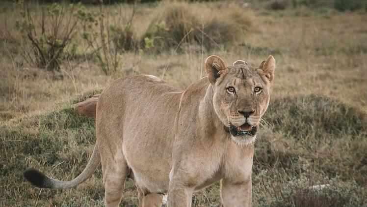 Grausiger Vorfall in Namibia: Camper von Löwe getötet - er selbst war Tierschützer