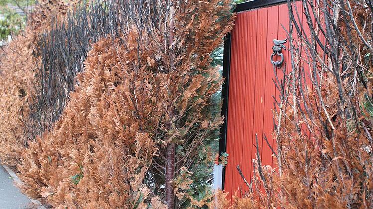Totholz: Durch die Flammenhitze beim Brand des Paul-Gerhardt-Kindergartens ist diese Zypressenhecke von Anliegern verbrannt. Foto: Jochen Nützel