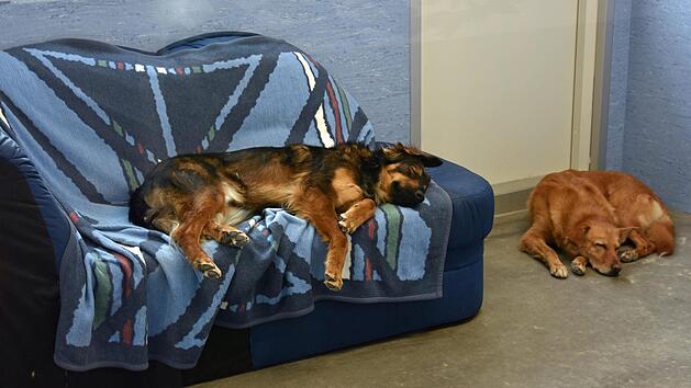 Der Tag der offenen T&uuml;r zur Einweihung des neuen Tierheims des Landkreises Ha&szlig;berge war auch f&uuml;r die Hunde, die dort untergebracht sind, sehr aufregend. Daher musste ab und zu ein sch&ouml;nes Nickerchen sein. Ulrike Langer