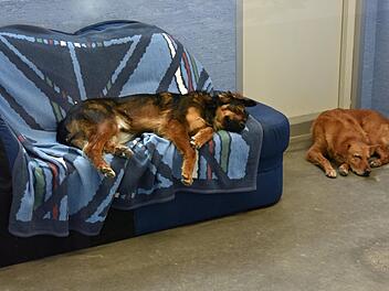 Der Tag der offenen Tür zur Einweihung des neuen Tierheims des Landkreises Haßberge war auch für die Hunde, die dort untergebracht sind, sehr aufregend. Daher musste ab und zu ein schönes Nickerchen sein. Ulrike Langer