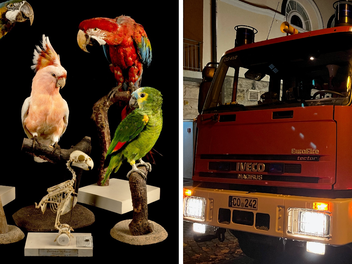 Coburg: Nach Brand im Naturkundemuseum : Zehntausende Tierpräparate verrußt - "Wir reden hier von Jahren" Coburg: Nach Brand im Naturkundemuseum : Zehntausende Tierpräparate verrußt - "Wir reden hier von Jahren"