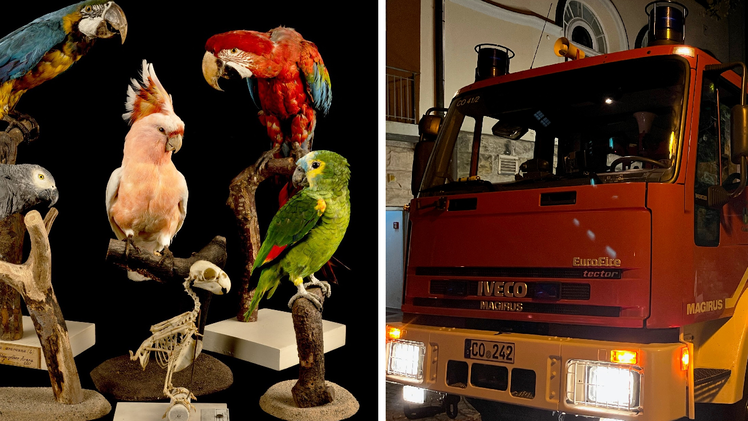 Coburg: Nach Brand im Naturkundemuseum : Zehntausende Tierpräparate verrußt - "Wir reden hier von Jahren"