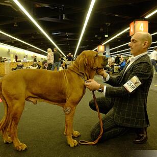 43. Internationale Rassehundeausstellung (Cacib) in Nürnberg