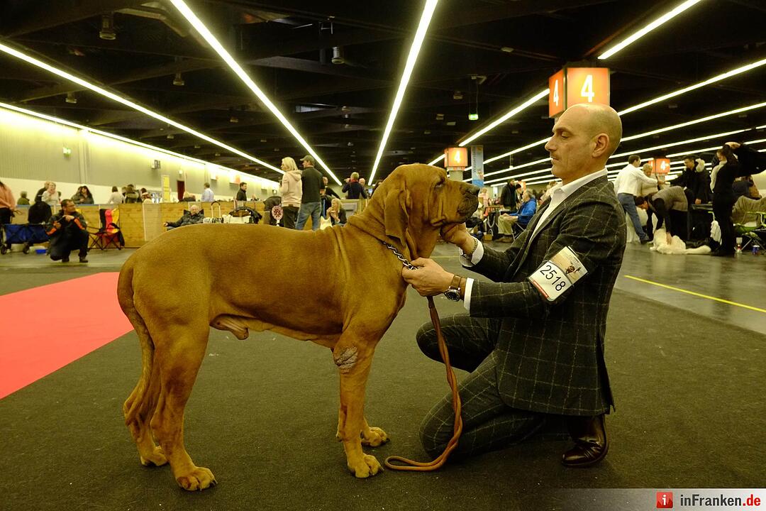 43. Internationale Rassehundeausstellung (Cacib) in Nürnberg