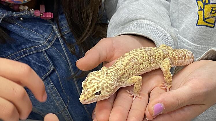 Dieser Leopardengecko wohnt im Wivarium des Jack-Steinberger-Gymnasiums.