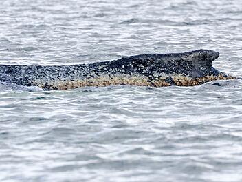 Buckelwal liegt weiter in Wismarbucht