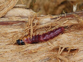 Die Raupe Nimmersatt stammt aus Streitberg Foto: Josef Hofbauer