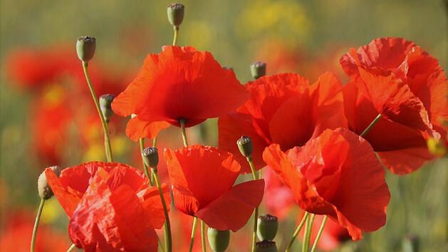 Mohn auf dem Acker. Foto: Jupp Schr&ouml;der